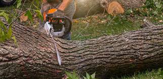 Best Soil Testing and Treatment  in Ringwood, NJ