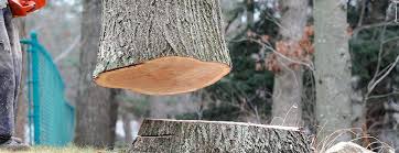 Best Tree Cabling and Bracing  in Ringwood, NJ