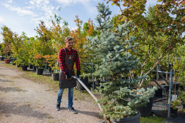 Best Tree Maintenance Programs  in Ringwood, NJ