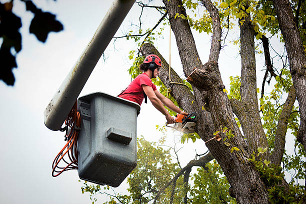 Best Tree and Shrub Care  in Ringwood, NJ