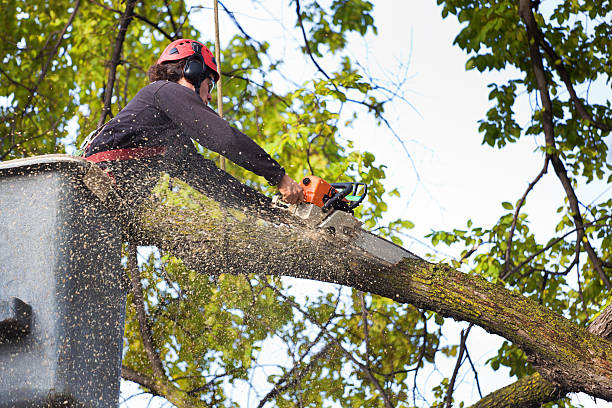 Best Tree Maintenance Programs  in Ringwood, NJ