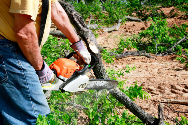 How Our Tree Care Process Works  in  Ringwood, NJ