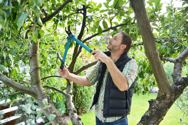 Best Tree Health Inspection  in Ringwood, NJ